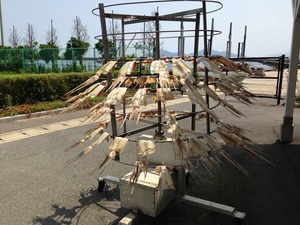 ウミング大島！