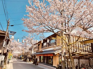 阿蘇  はなびし  桜咲く！