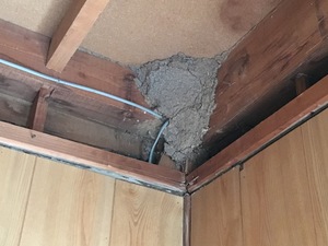 この時期！シロアリに注意！