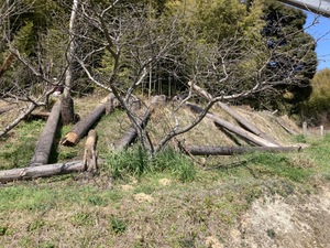 林業始めました？(^^)